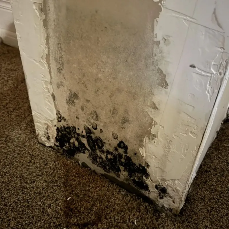 Professional Mold Removal in Placerville, CA